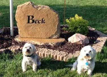 Bo and Bailey sitting on the lawn in front of the Beck family stone