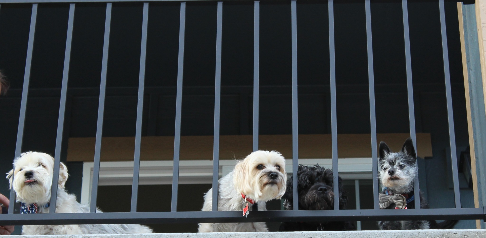 Four dogs gathered together behind a porch railing