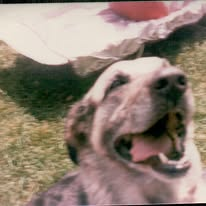 Sam, Steve’s first dog